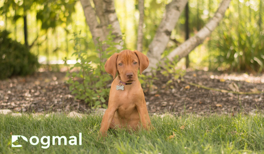 vizsla dog puppies