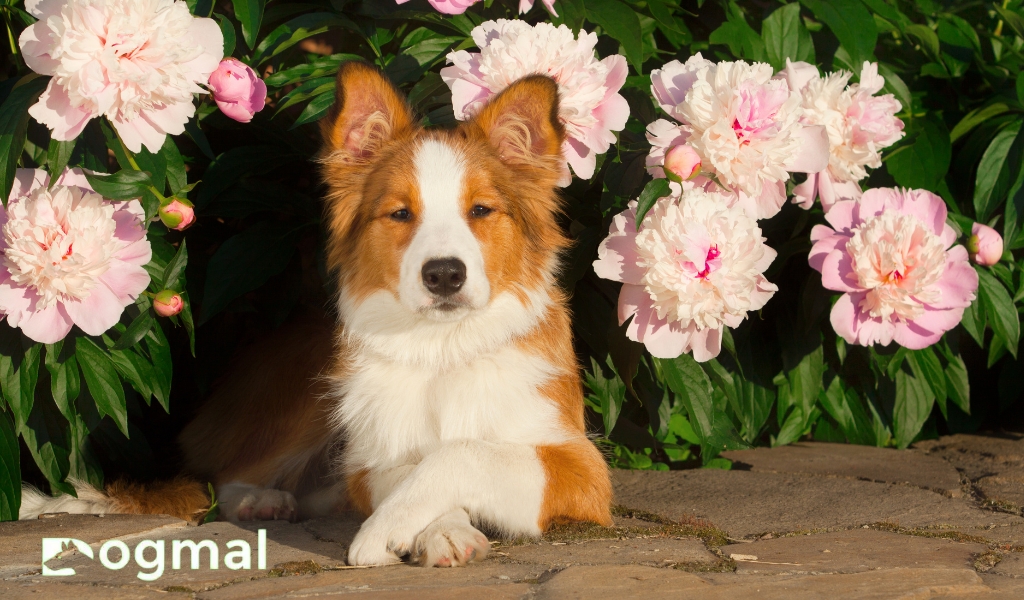 collie puppies 