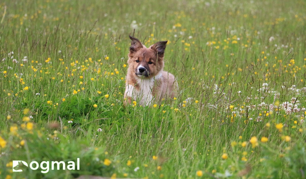 collie puppied small dog