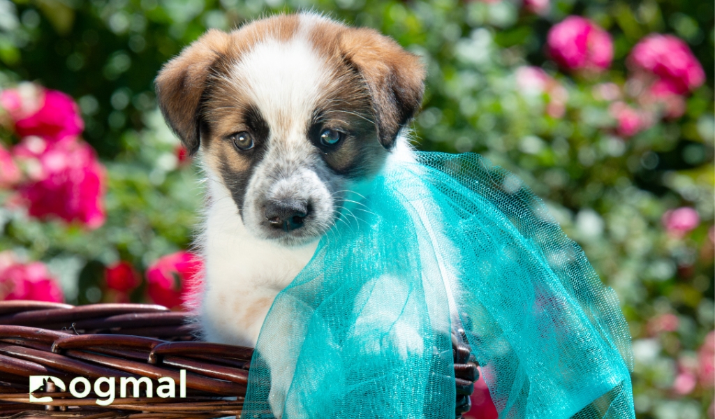 collie puppies dogs type