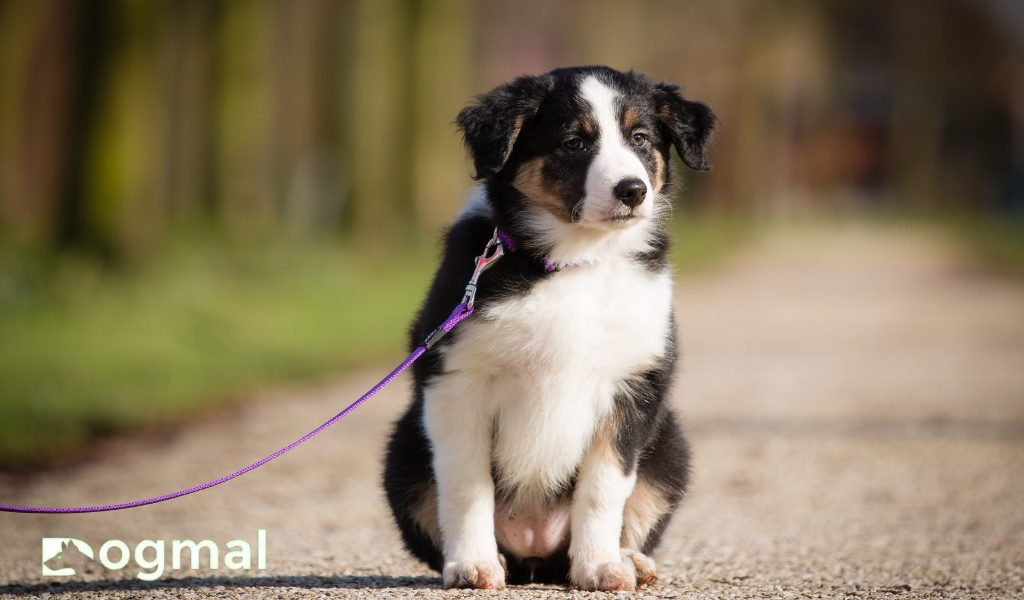 collie puppy