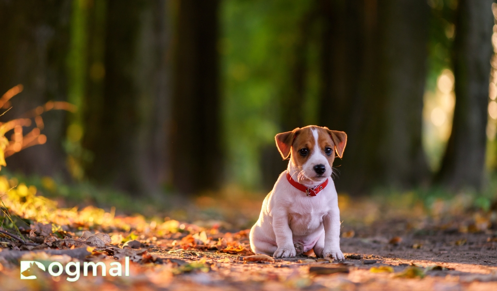 Jack Russell Puppy