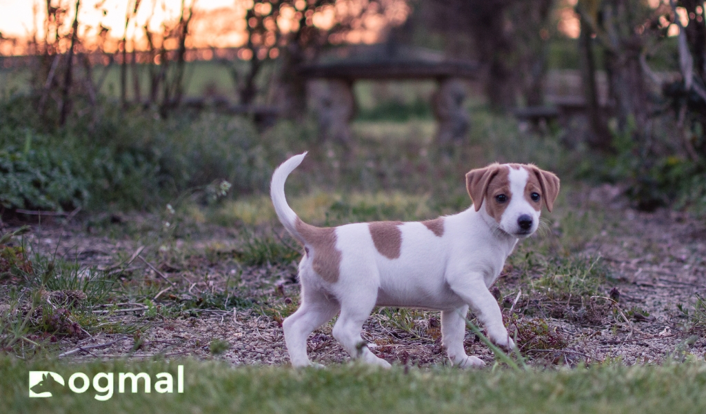 Jack Russell puppy dog breed