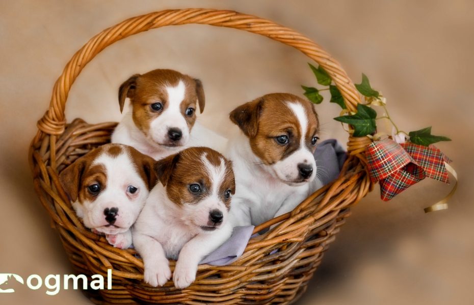 Jack Russell Puppy Dog breeds