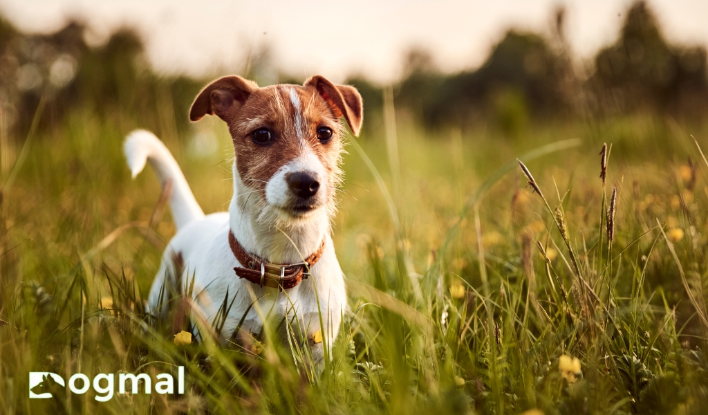 Jack Russell Puppy Terrier breed