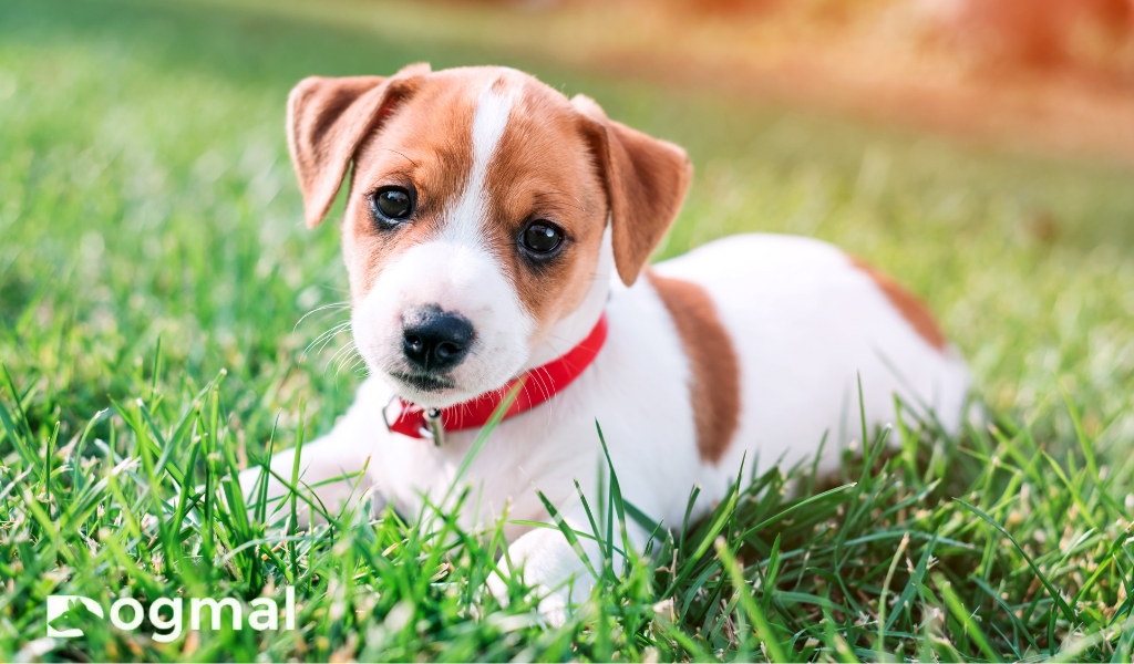 Jack Russell Puppy Breed