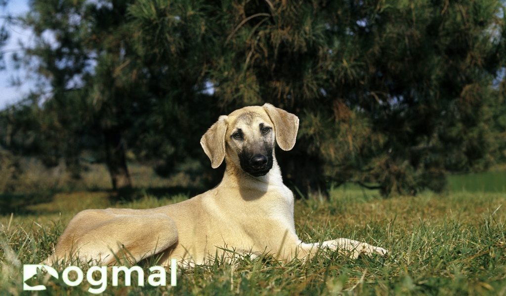 Sloughi puppies breed