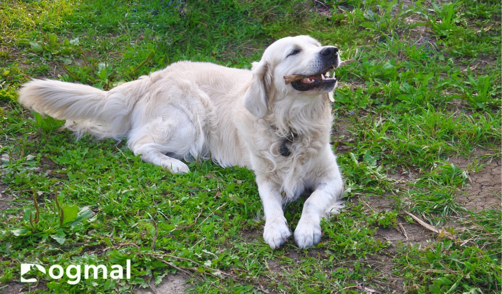 white golden retriever  breeds