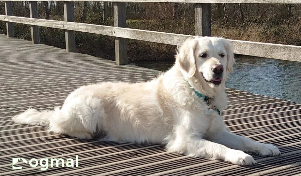 white golden retriever 