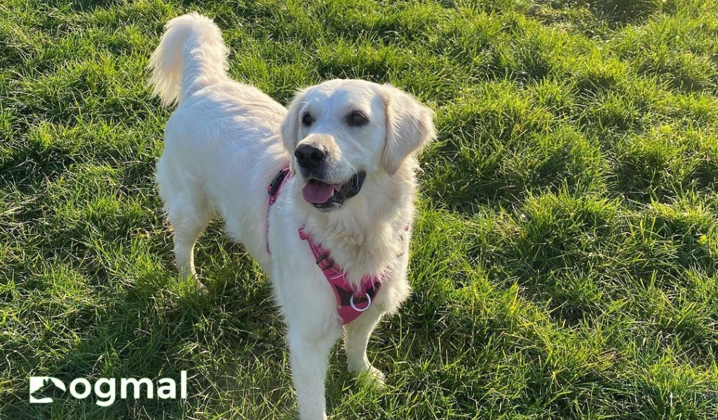 white golden retriever  dog