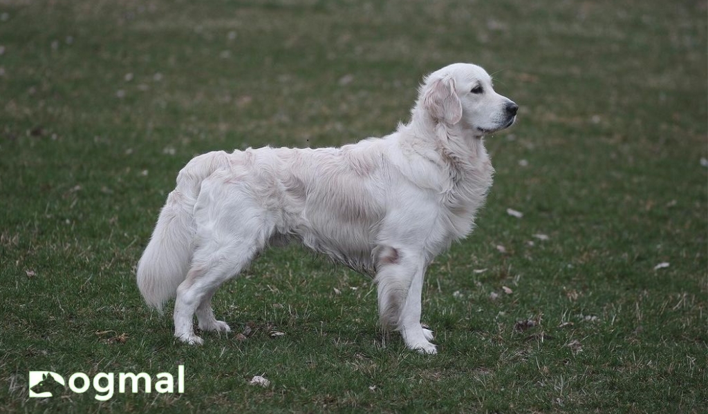 white golden retriever dog breed