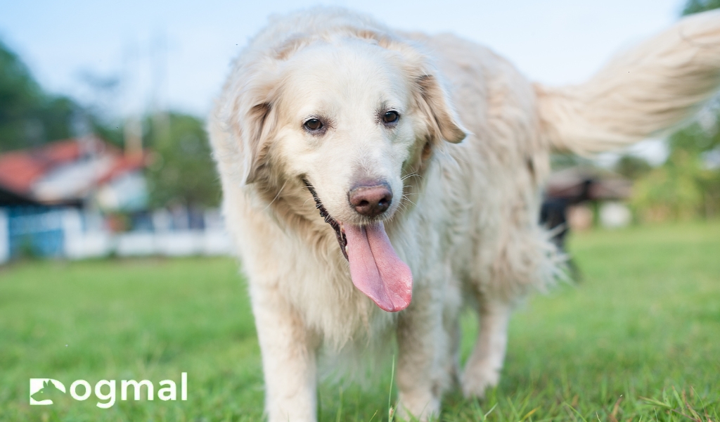 white golden retriever  dogs