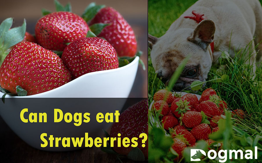 can-dog-eat-strawberries