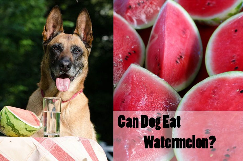can-dog-eat-watermelon