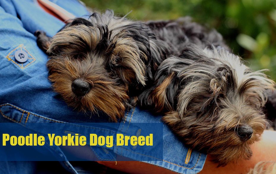 yorkie-poo-dog