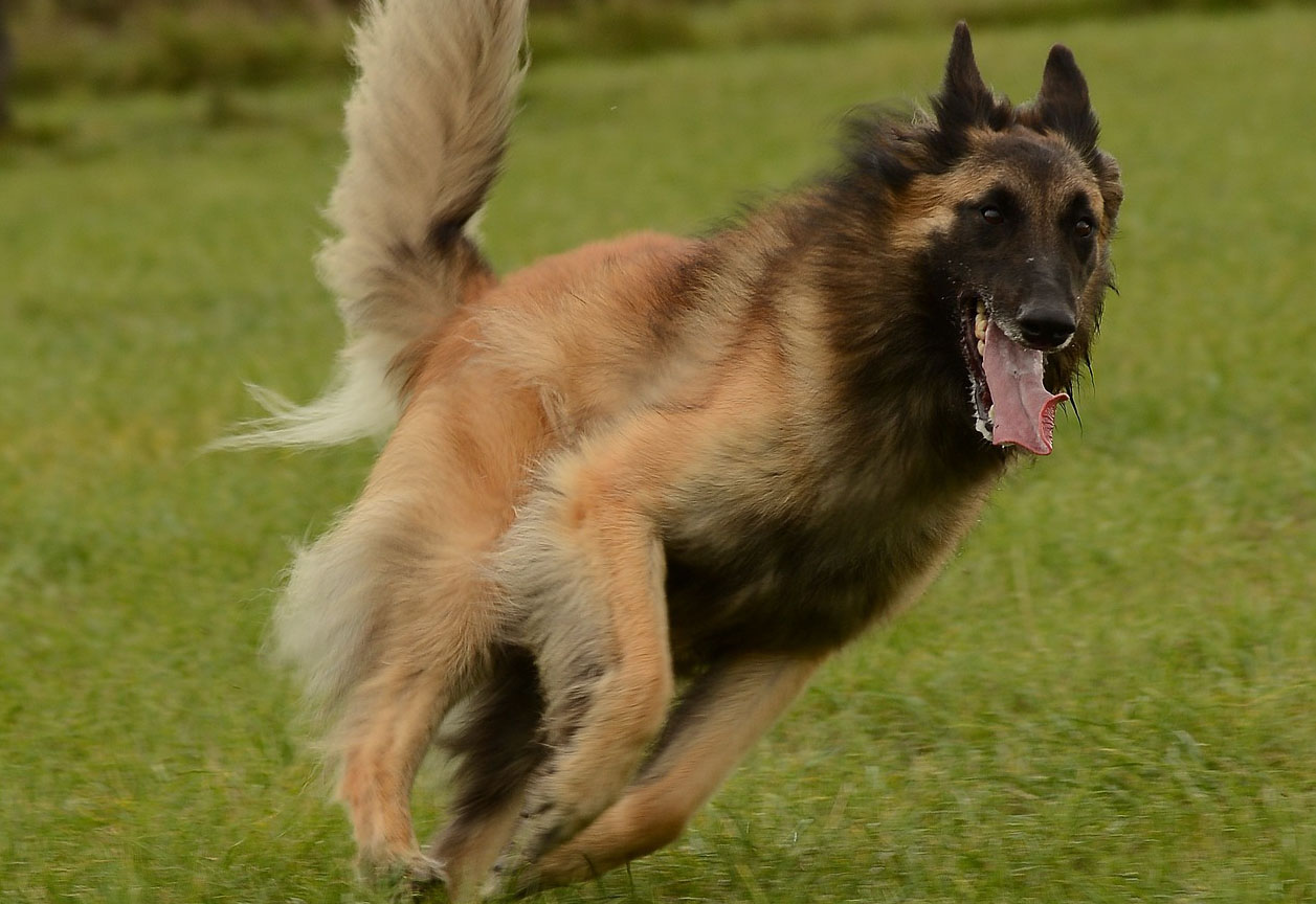 Belgian-Tervuren
