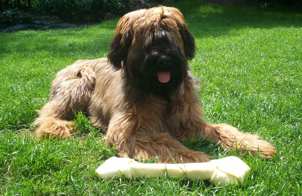 Briards