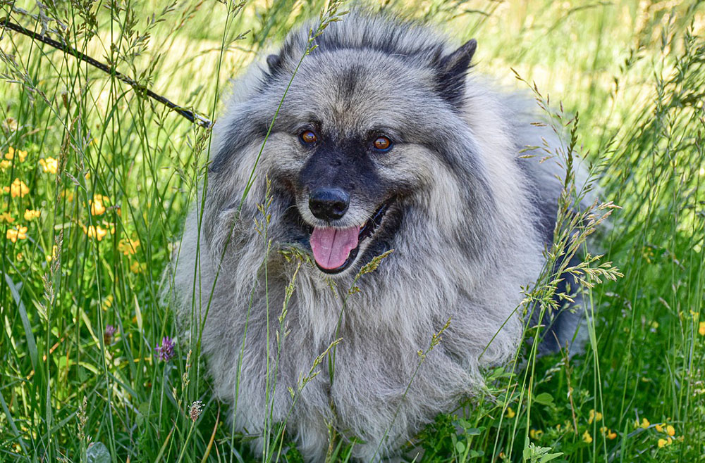 Keeshond