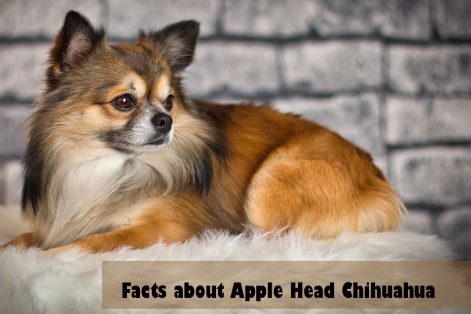 apple-head-chihuahua