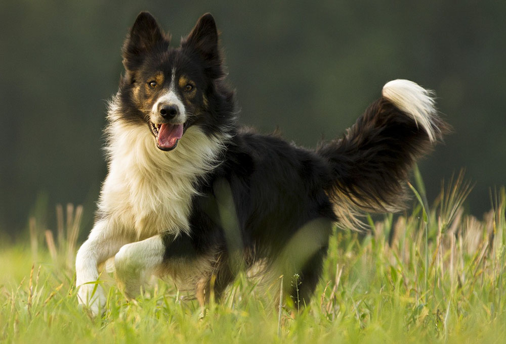 border-collie