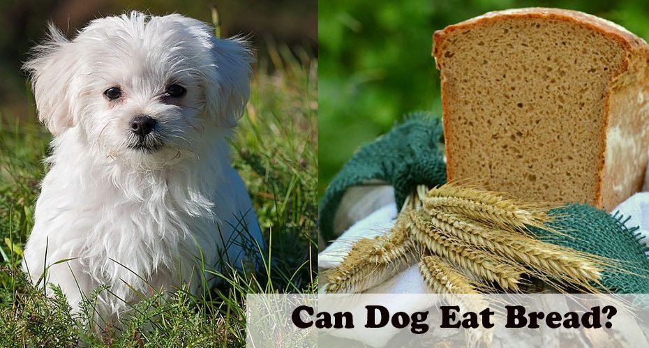 can-dog-eat-bread