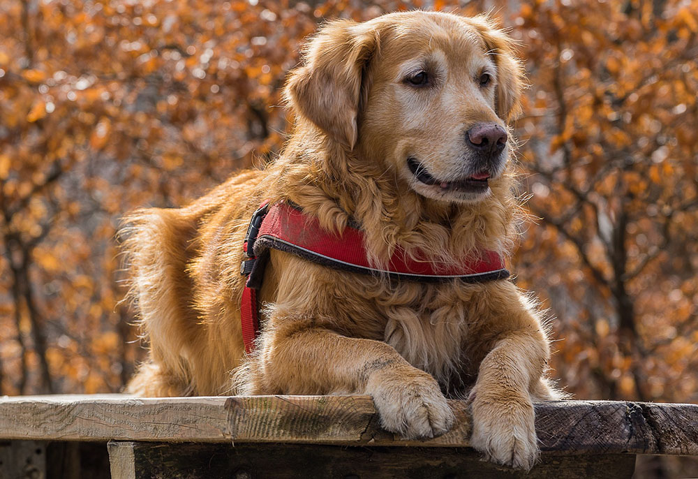 golden-retriver