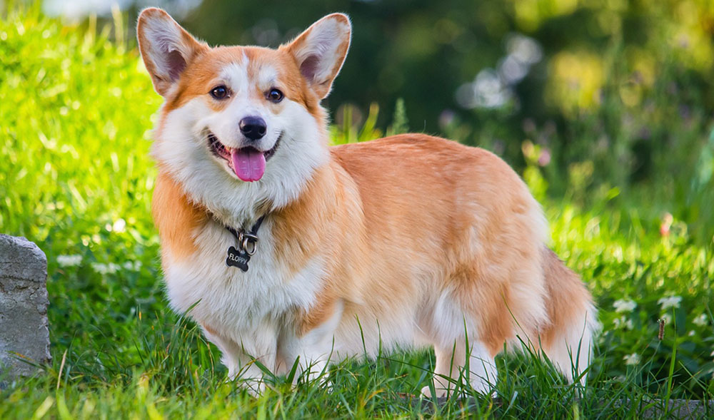 pembroke-welsh-corgi