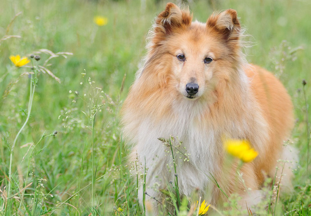 sheltie
