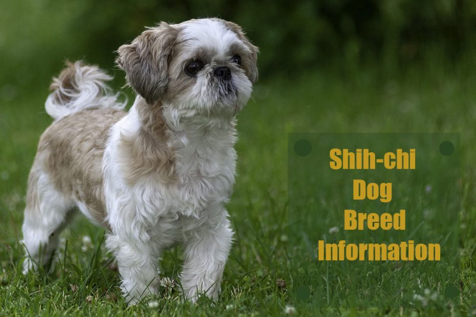 shih-chi