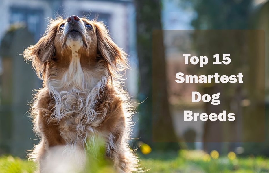 smartest-dog-breeds