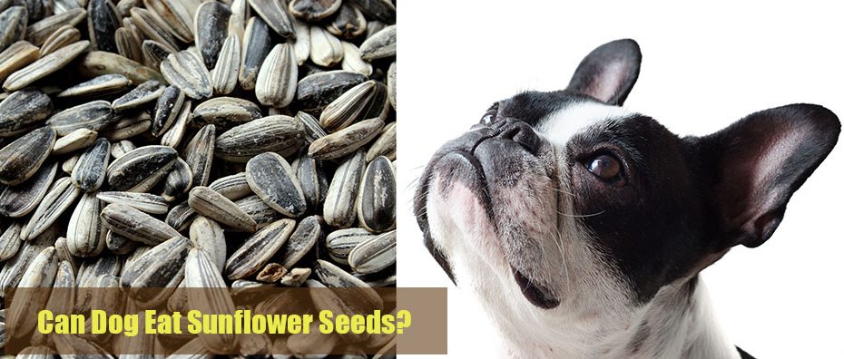 can-dog-eat-Sunflower-Seeds