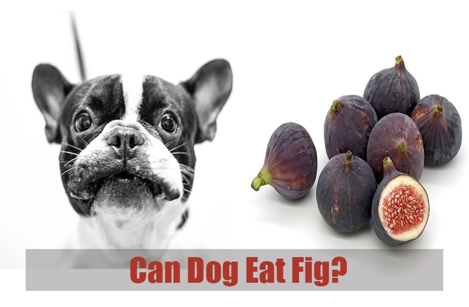 can-dog-eat-fig