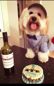 Cavachon-by-Bailey