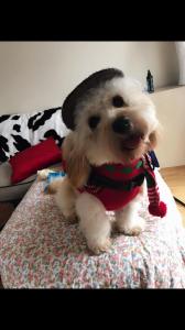 Cavachon