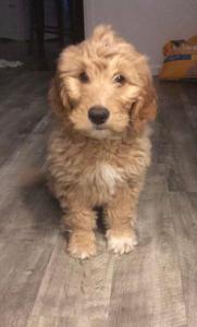 Goldendoodle-by-Louie