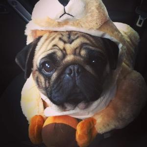 Pure bred Pug