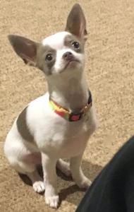 chihuahua-brianna