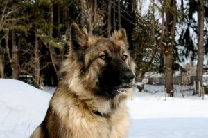 Aerican-alsatian-dog-photos