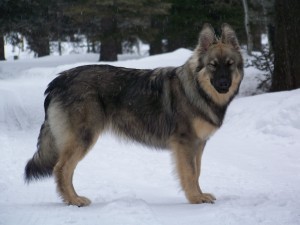 AlsatianShepalute