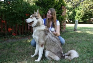 American-Alsatian-breeder