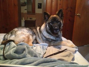 American-Alsatian-pictures