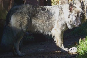Dire-wolf-hd-photo