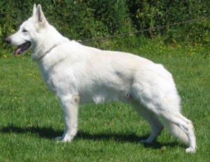 White-alsatian-min