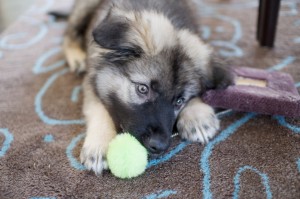 american-alsatian-puppy-playing