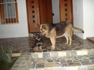 americanalsatian with puppy