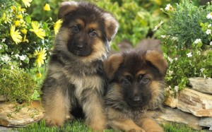 cute-puppy-for-sale