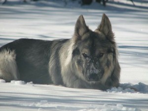 silver-sable-alsatian-min