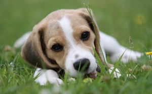 Beagle Puppies