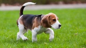 Beagle walk