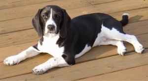 Black-and-white-Beagle-dog